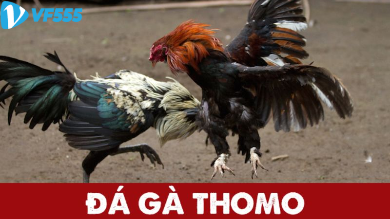 Đá gà thomo lịch sử và nguồn gốc.